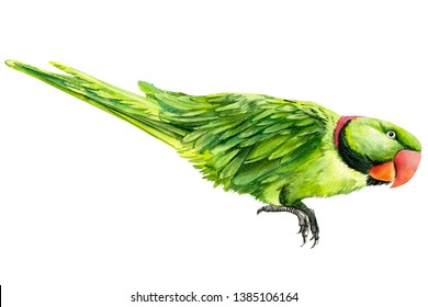 Detail Parrot Color Images Nomer 55