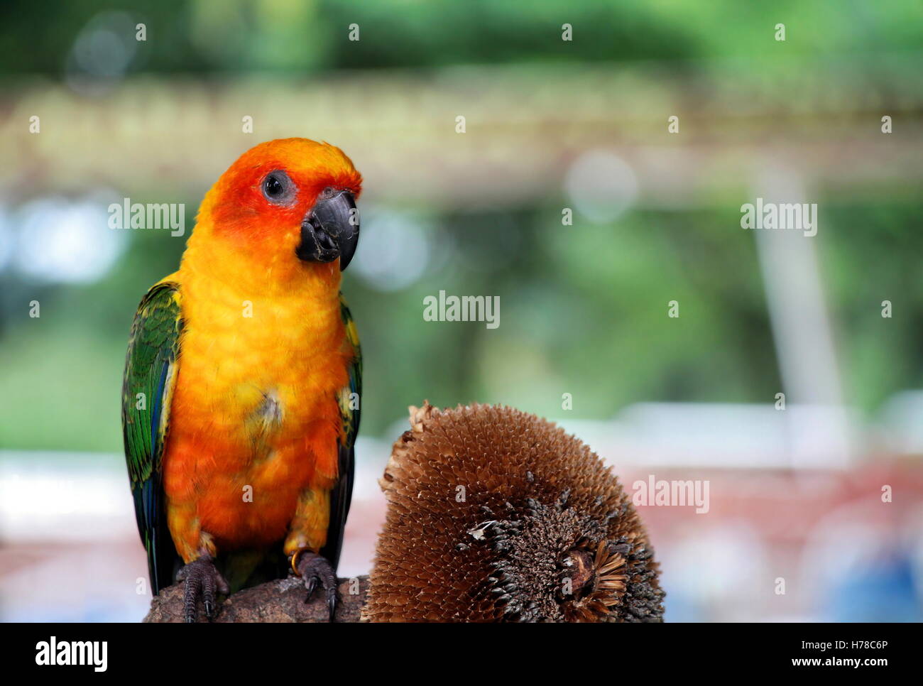 Detail Parrot Color Images Nomer 58