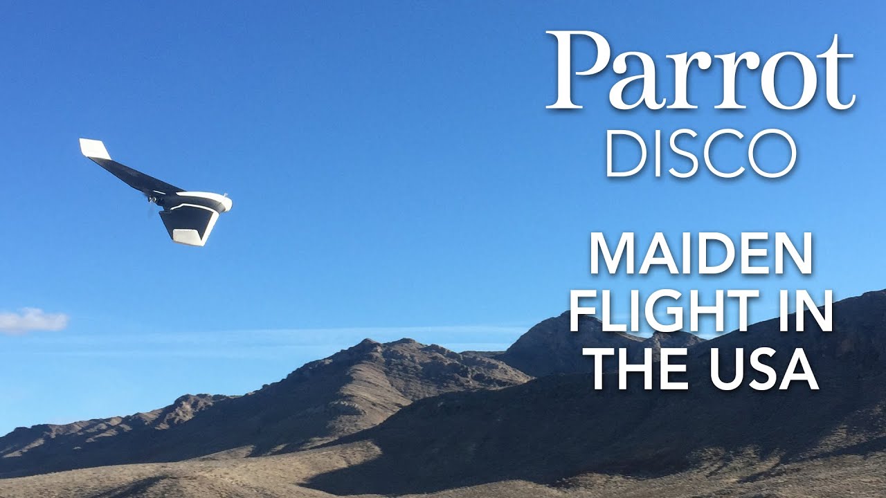Detail Parrot Disco Youtube Nomer 5