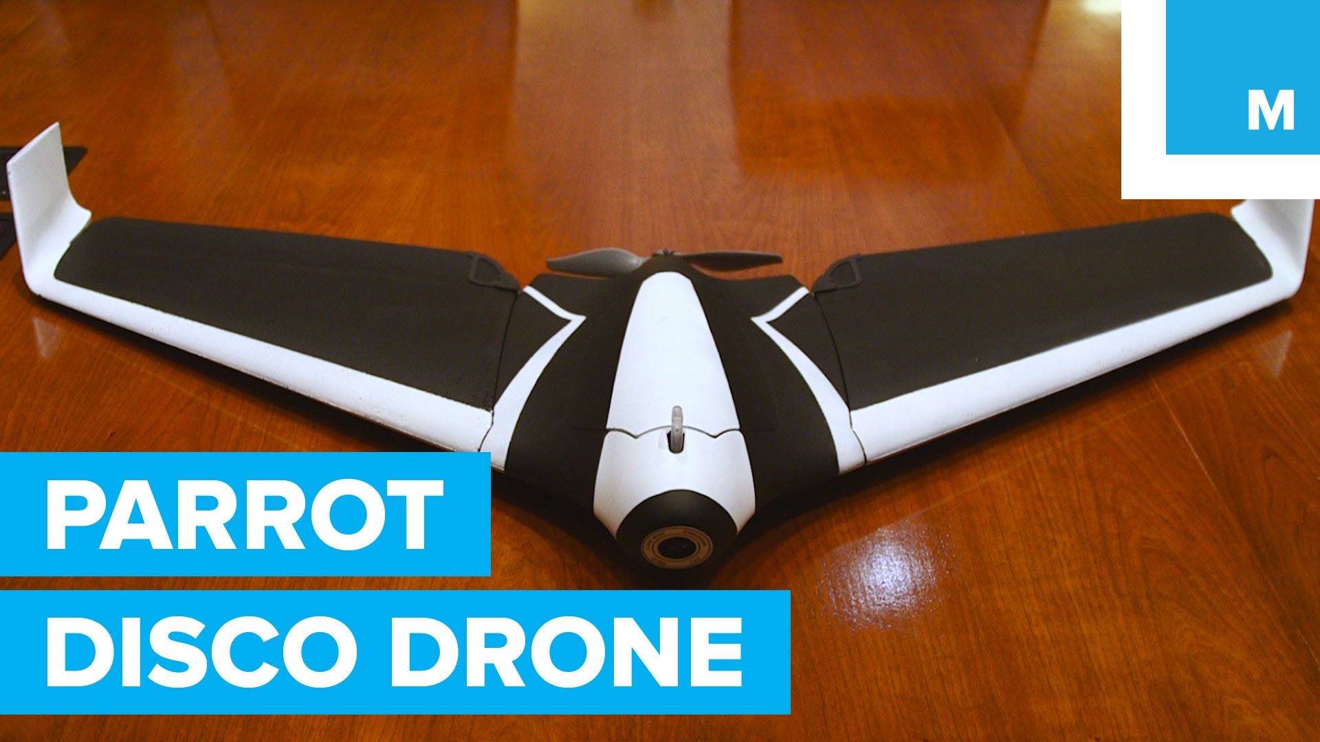 Detail Parrot Disco Youtube Nomer 41