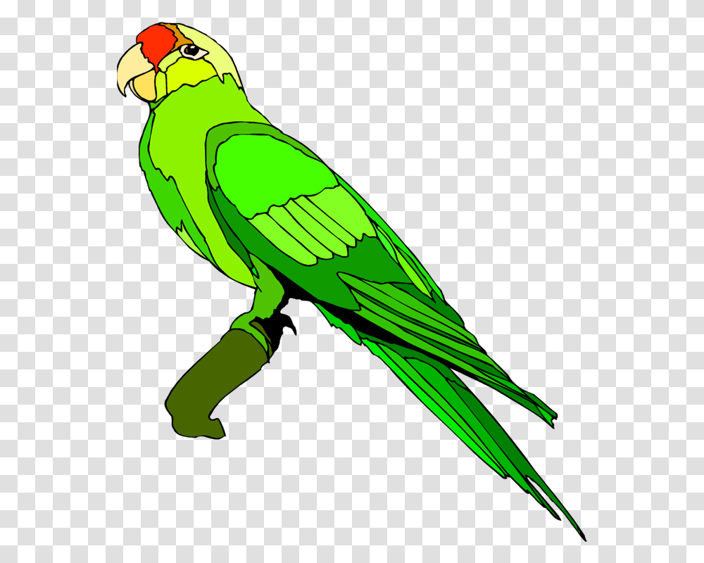 Detail Parrot Download Nomer 55