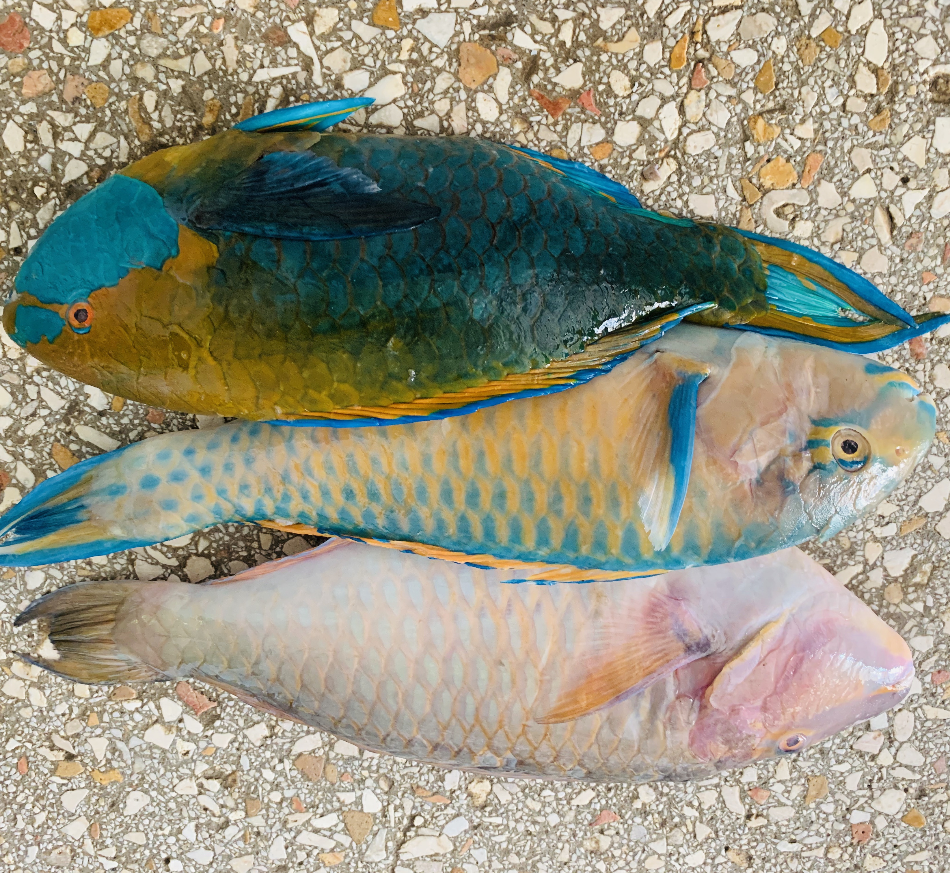Parrot Fish Indonesia - KibrisPDR