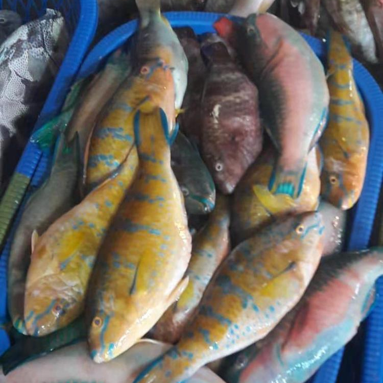 Detail Parrot Fish Indonesia Nomer 12