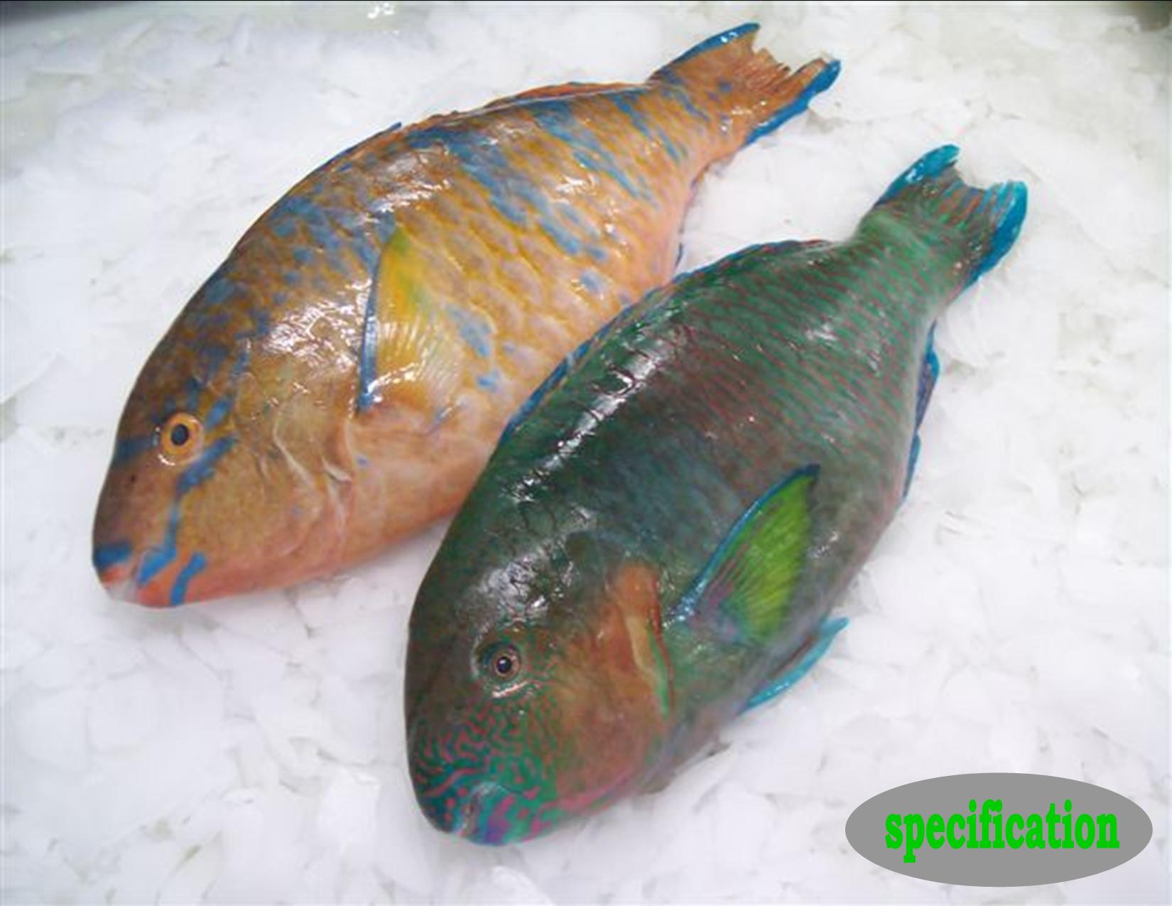 Detail Parrot Fish Indonesia Nomer 15
