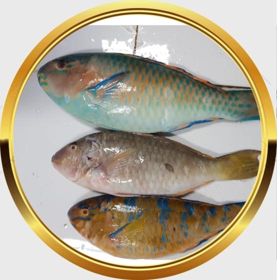 Detail Parrot Fish Indonesia Nomer 44