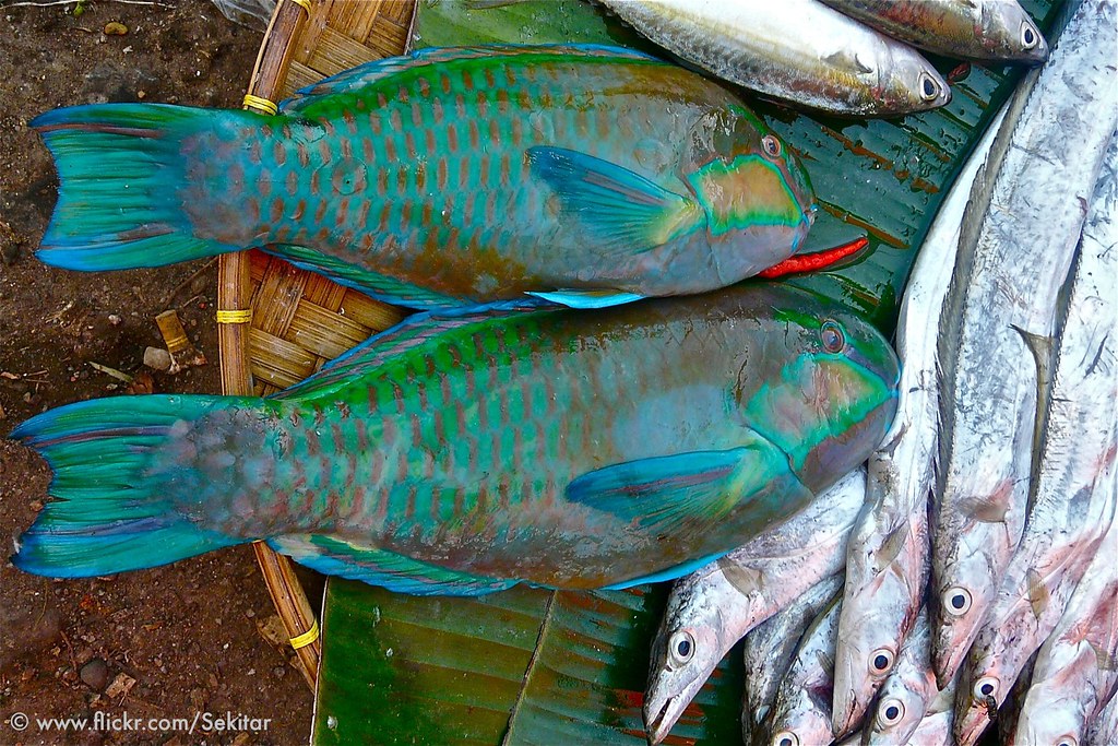 Detail Parrot Fish Indonesia Nomer 7