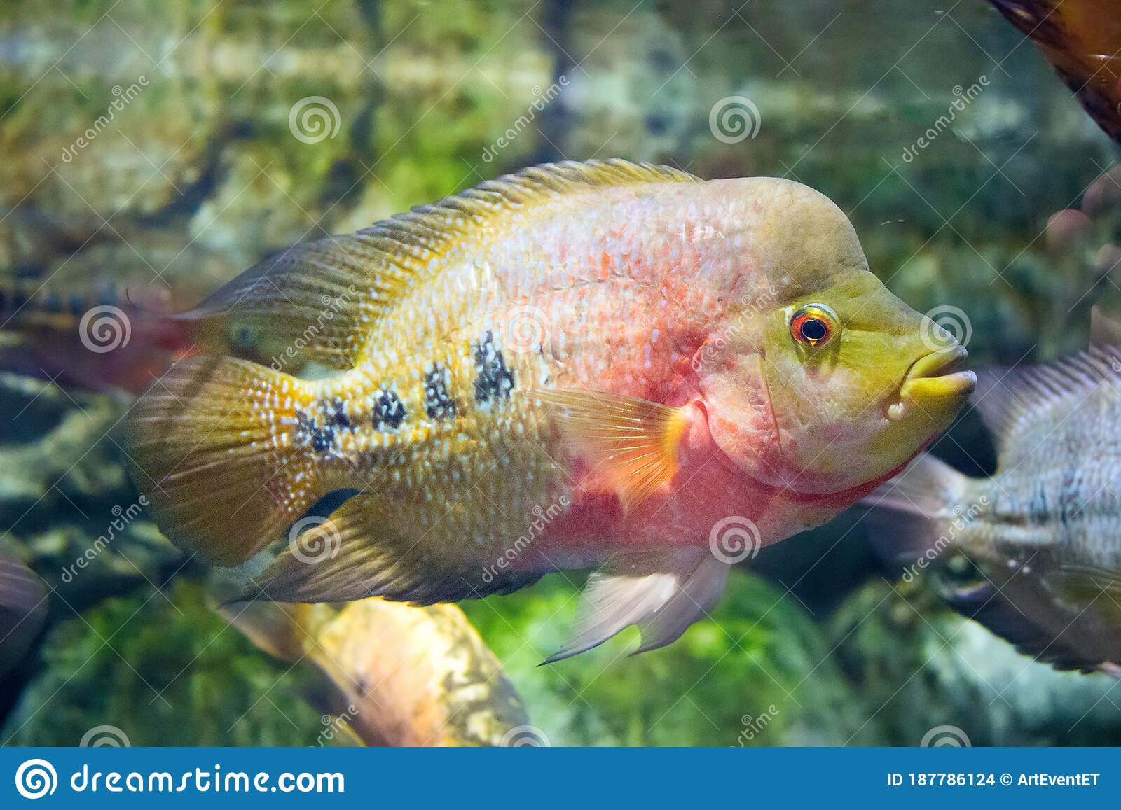 Detail Parrot Fish Indonesia Nomer 9