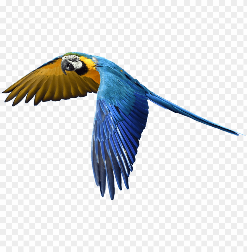 Detail Parrot Flying Png Nomer 2