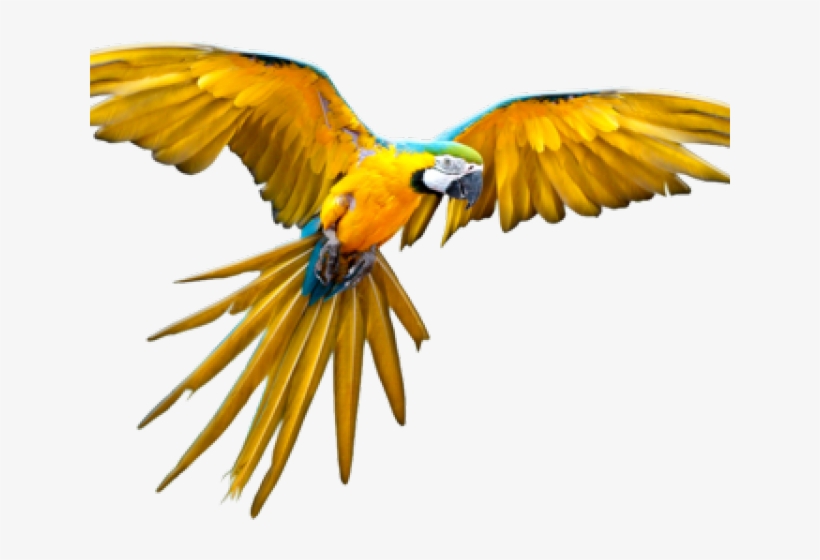 Detail Parrot Flying Png Nomer 9