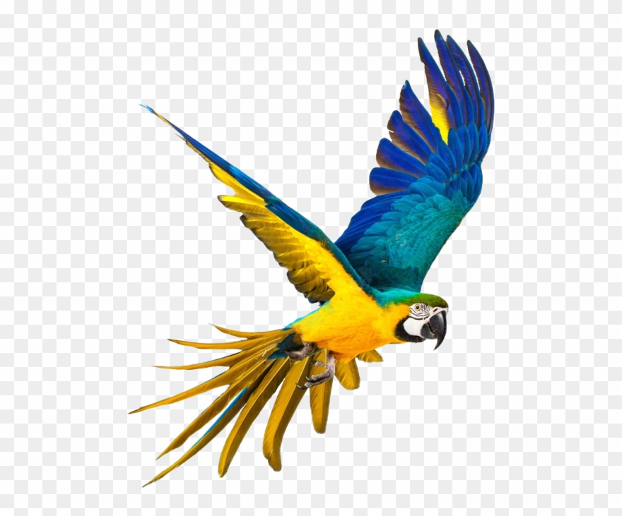 Detail Parrot Flying Png Nomer 14