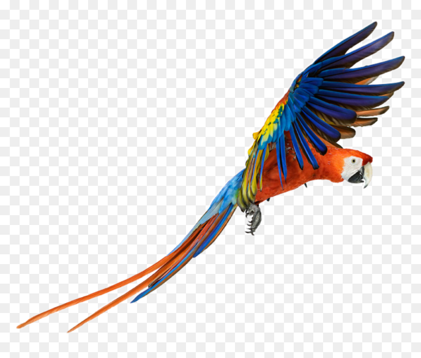 Detail Parrot Flying Png Nomer 18