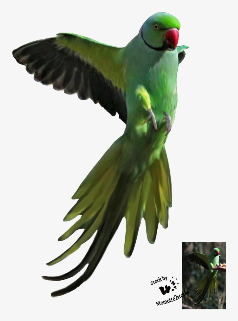 Detail Parrot Flying Png Nomer 23