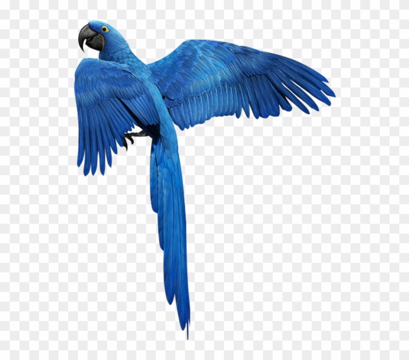 Detail Parrot Flying Png Nomer 27