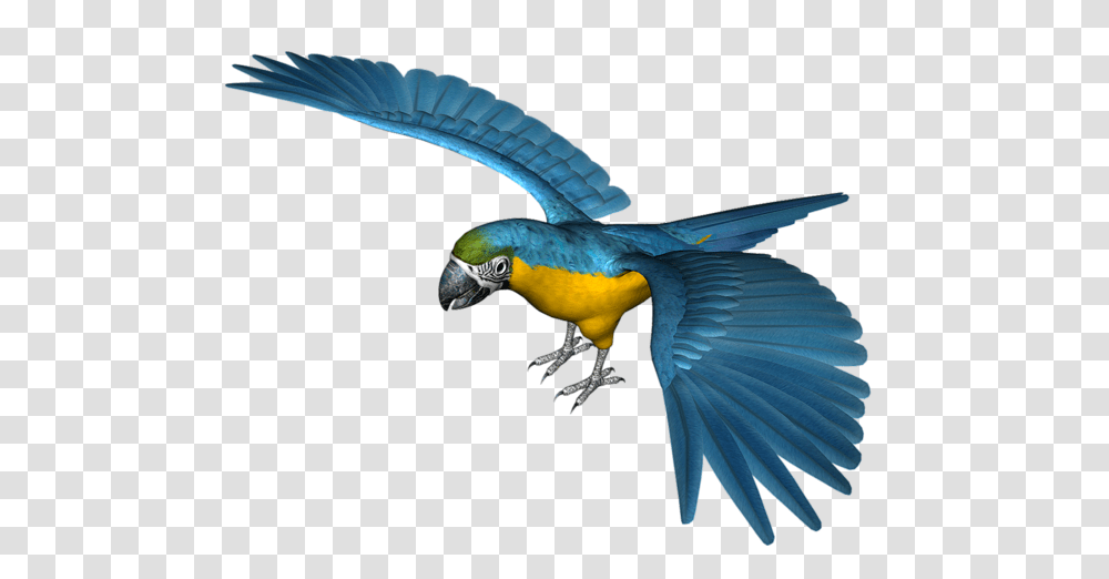 Detail Parrot Flying Png Nomer 34