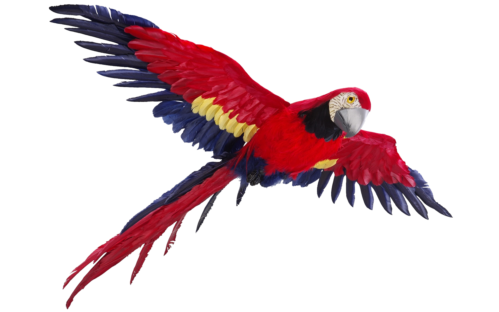 Detail Parrot Flying Png Nomer 5