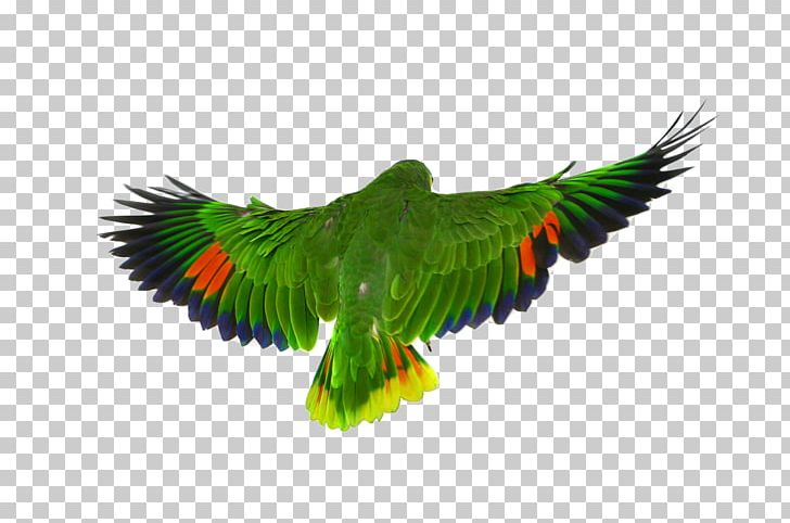 Detail Parrot Flying Png Nomer 38