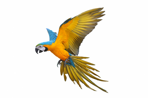 Detail Parrot Flying Png Nomer 45