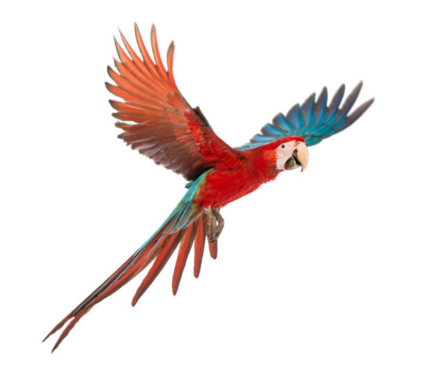 Detail Parrot Free Nomer 13