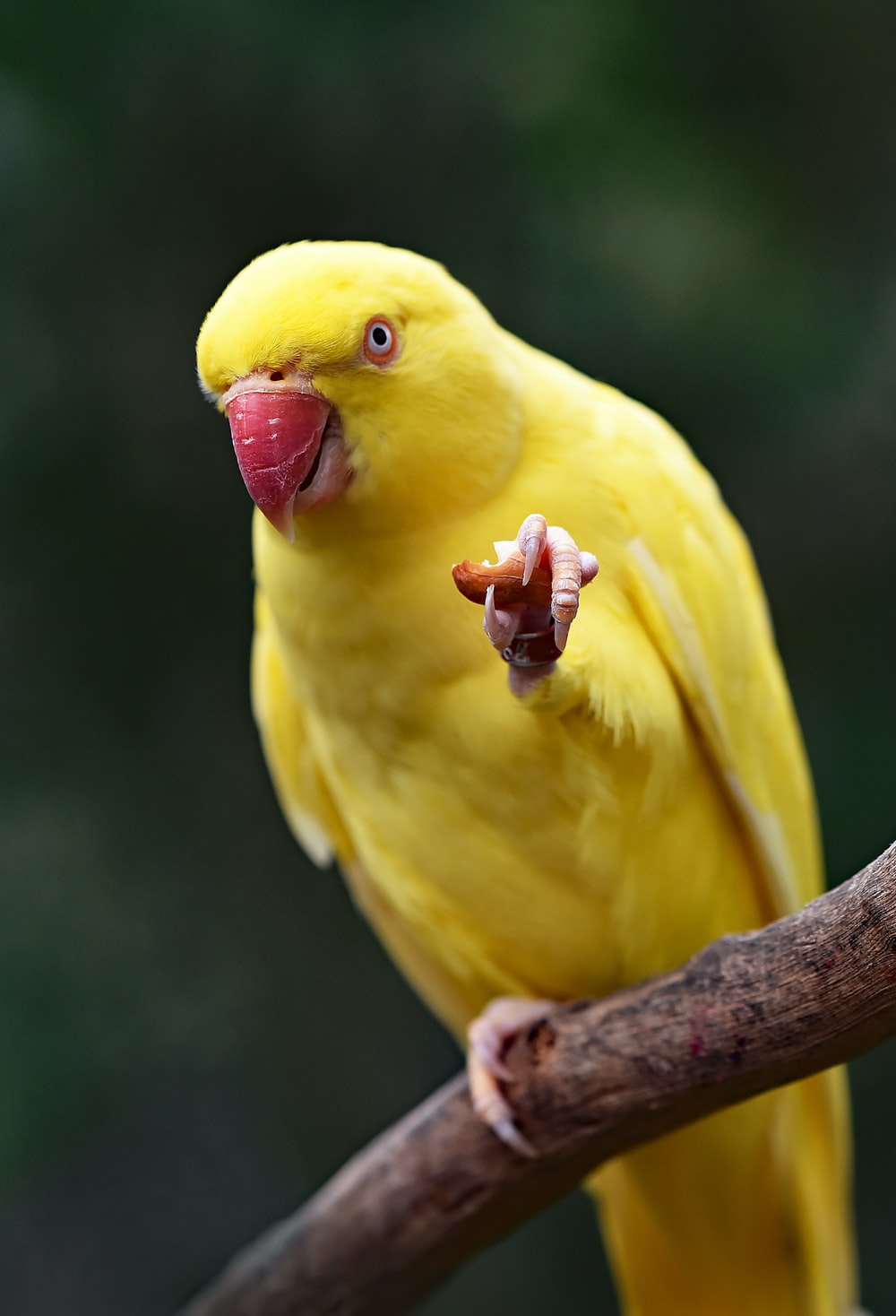 Detail Parrot Images Free Download Nomer 11