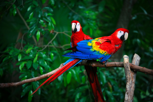 Detail Parrot Images Free Download Nomer 12