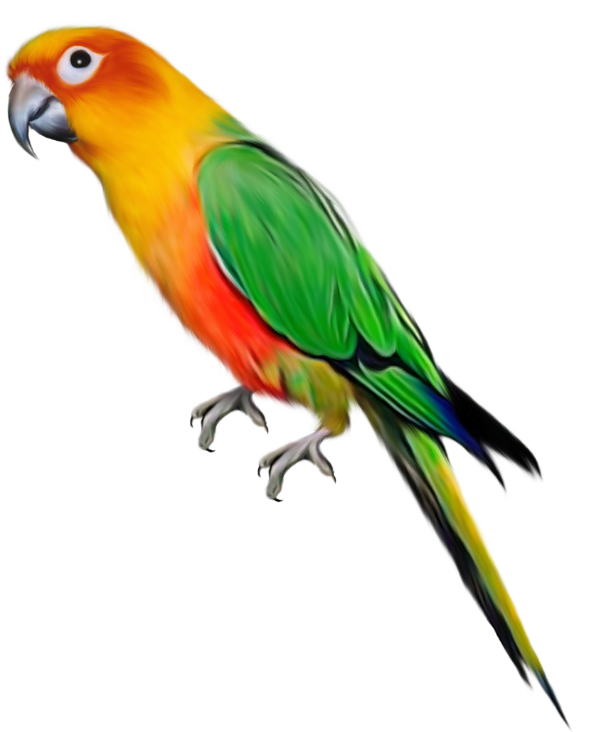 Detail Parrot Images Free Download Nomer 15