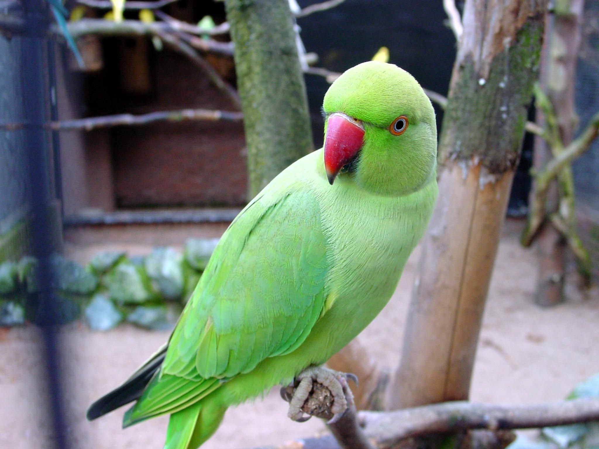 Detail Parrot Images Free Download Nomer 17