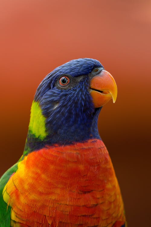 Detail Parrot Images Free Download Nomer 18