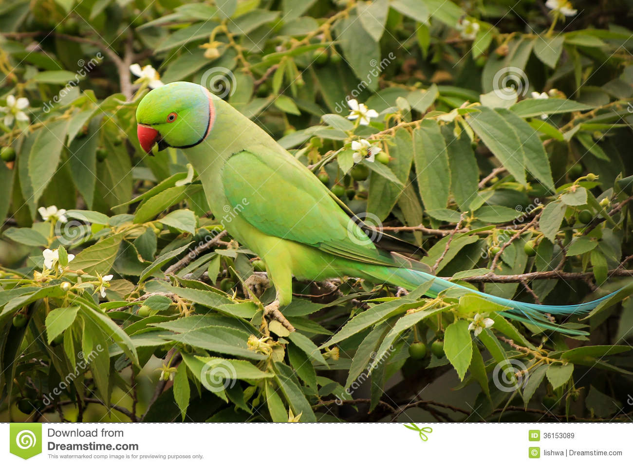 Detail Parrot Images Free Download Nomer 25