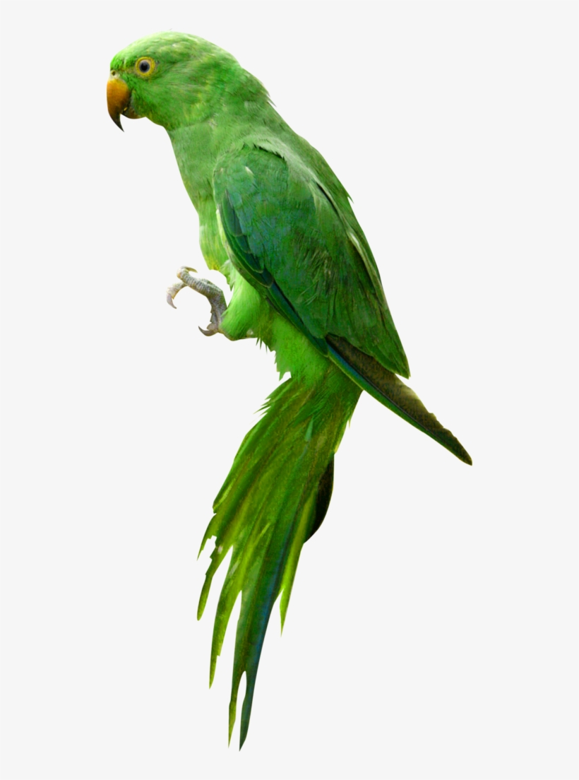 Detail Parrot Images Free Download Nomer 29