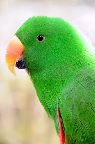 Detail Parrot Images Free Download Nomer 4