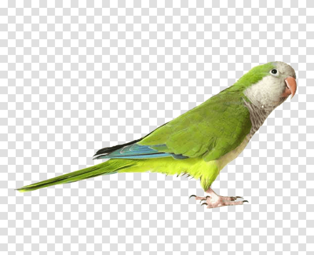 Detail Parrot Images Free Download Nomer 31