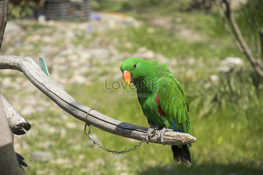 Detail Parrot Images Free Download Nomer 33