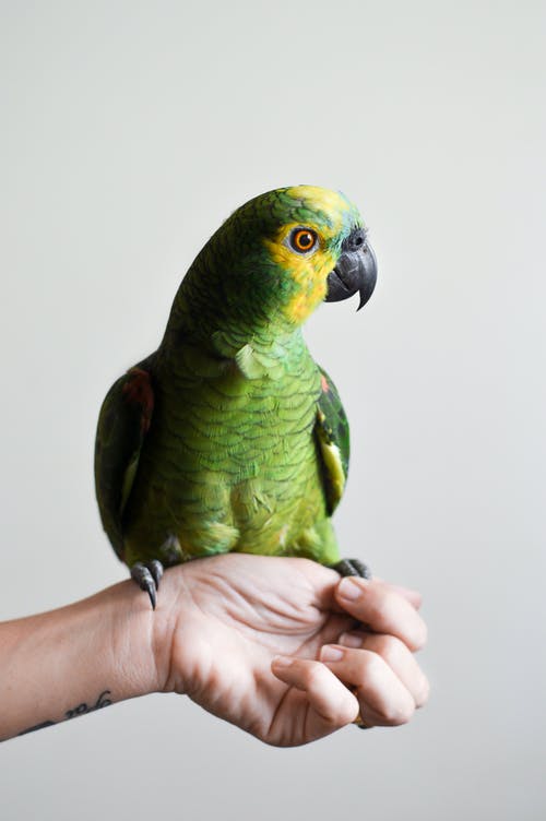 Detail Parrot Images Free Download Nomer 34