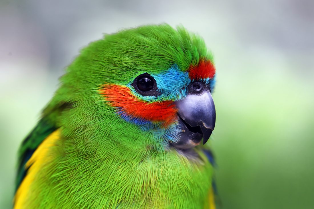 Detail Parrot Images Free Download Nomer 38