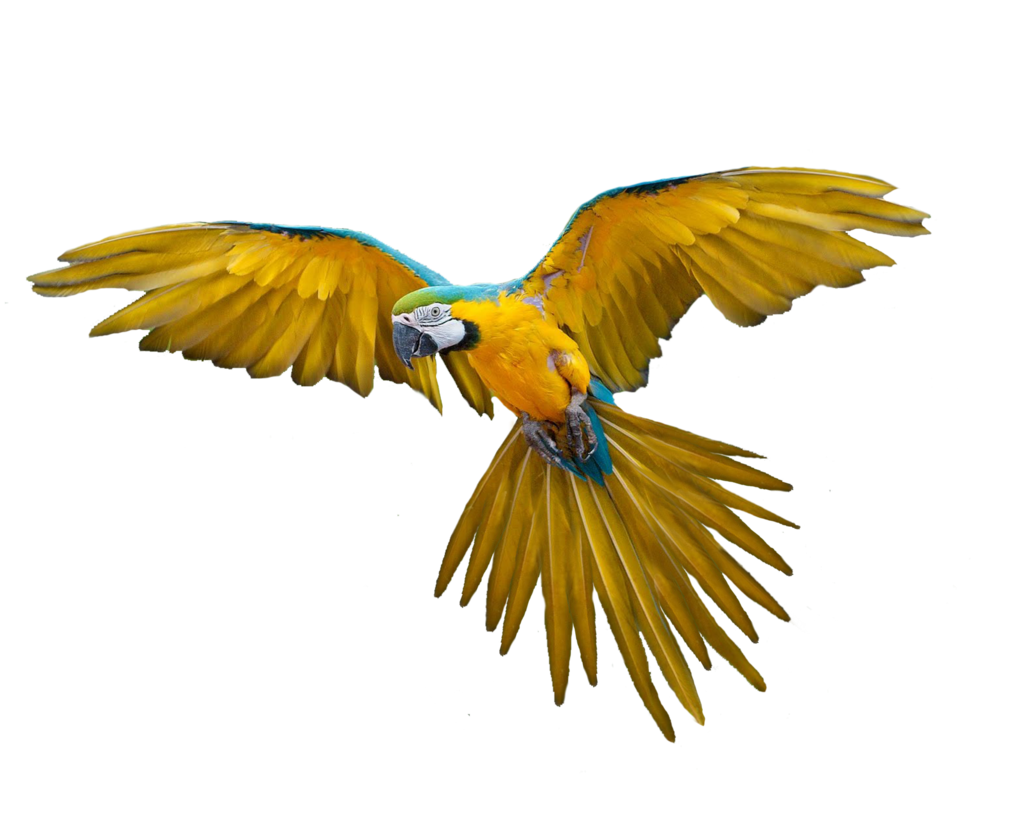 Detail Parrot Images Free Download Nomer 39