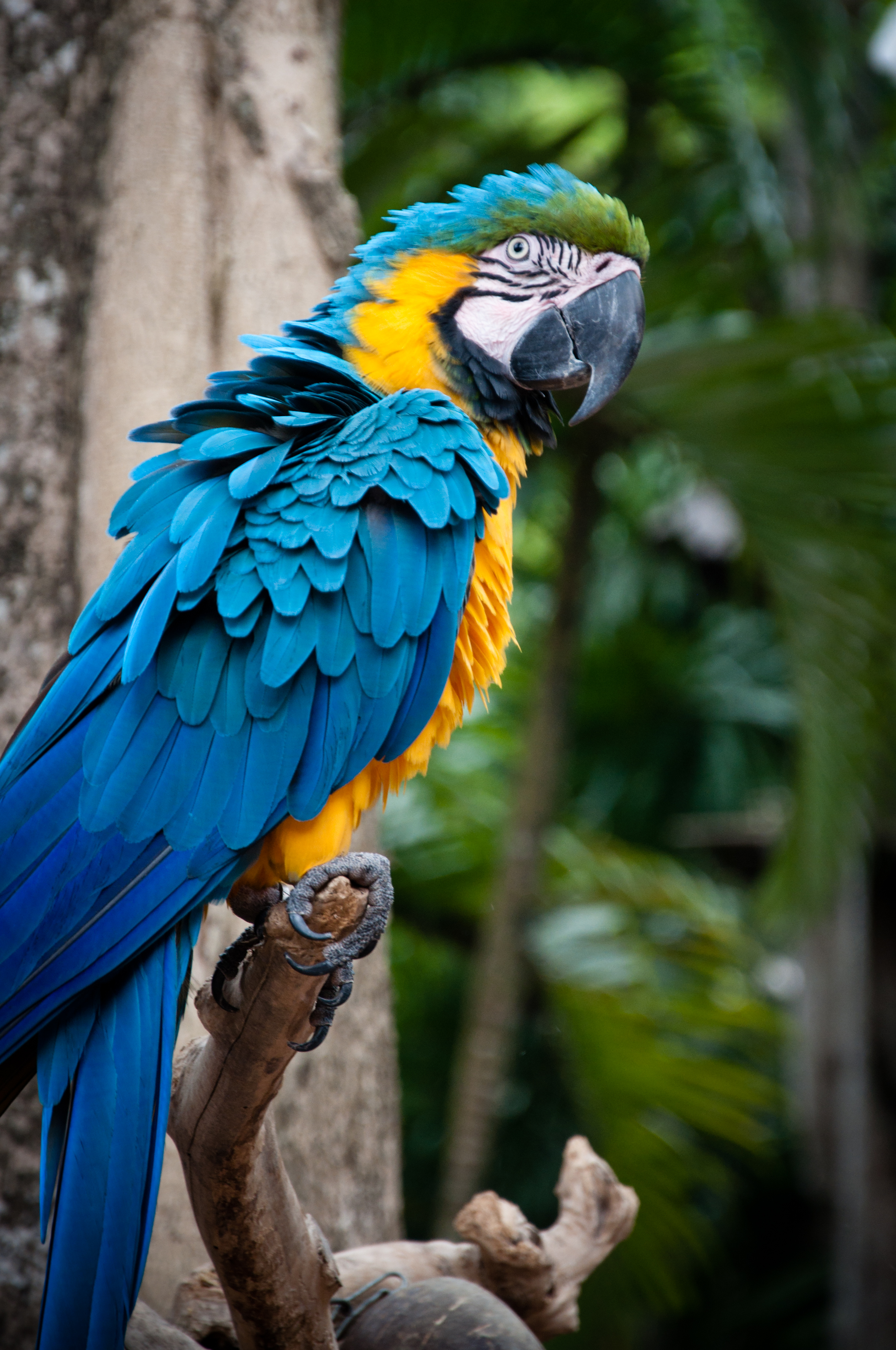 Detail Parrot Images Free Download Nomer 46