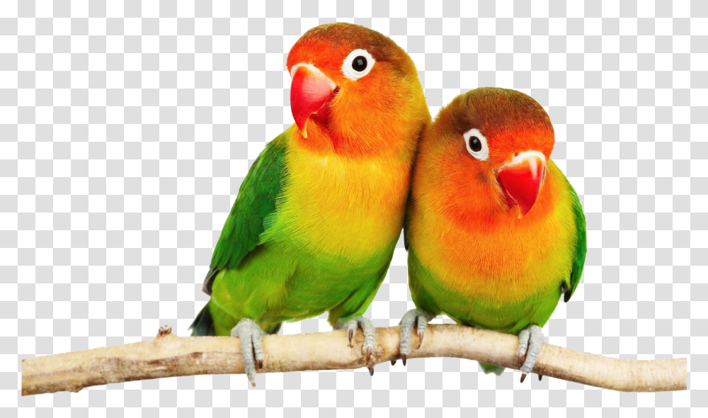 Detail Parrot Images Free Download Nomer 55