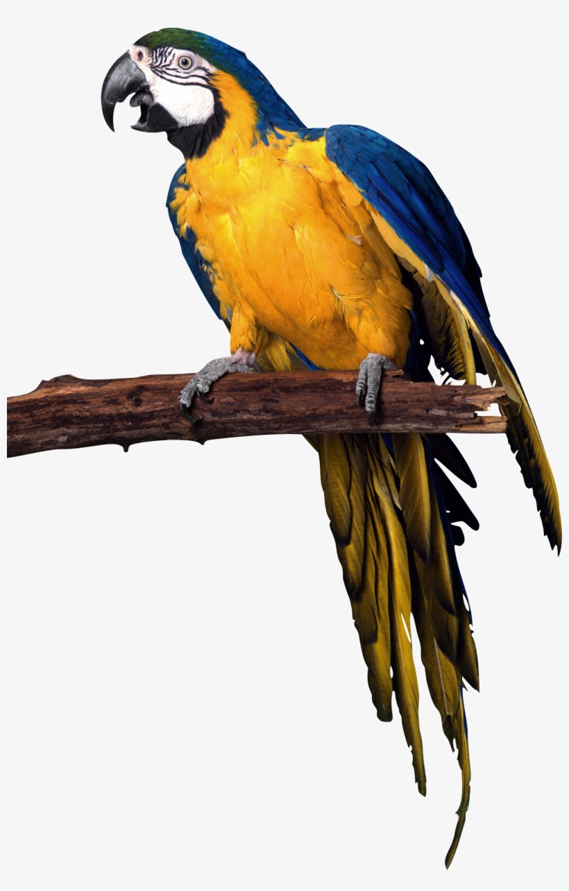 Detail Parrot Images Free Download Nomer 56