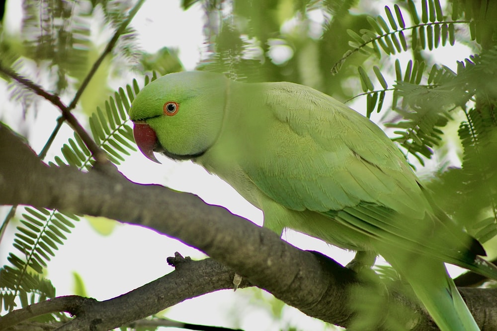 Detail Parrot Images Free Download Nomer 7