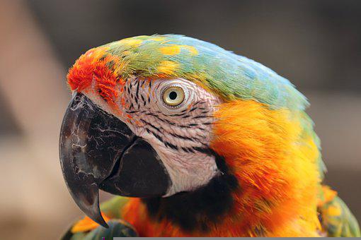 Detail Parrot Images Free Download Nomer 8