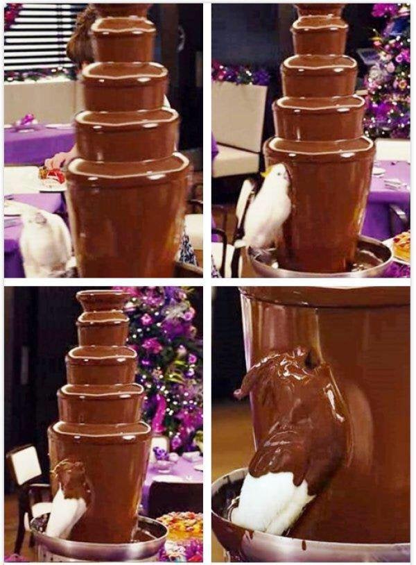 Parrot In Chocolate Fountain - KibrisPDR