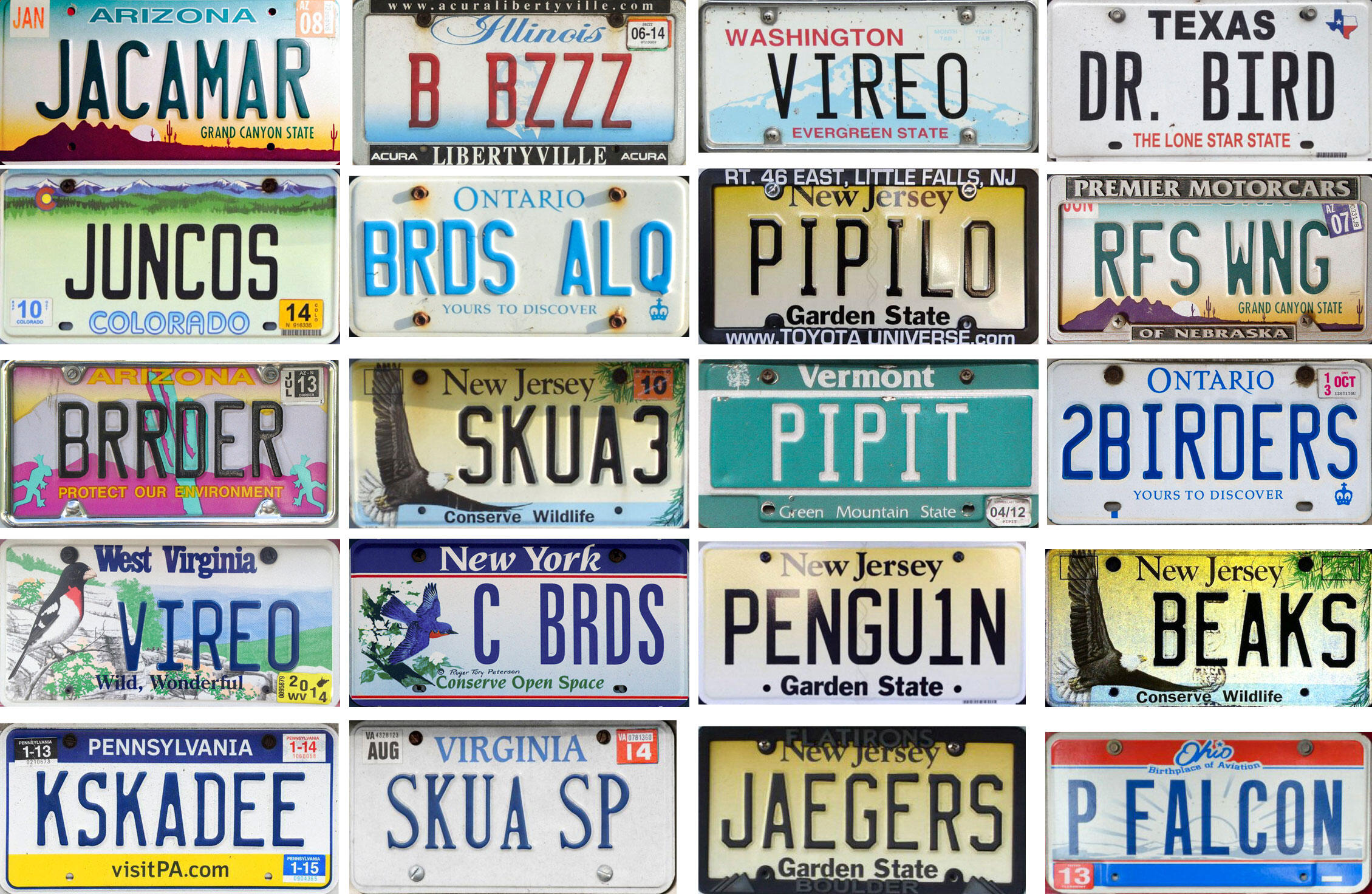 Detail Parrot License Plate Frame Nomer 51