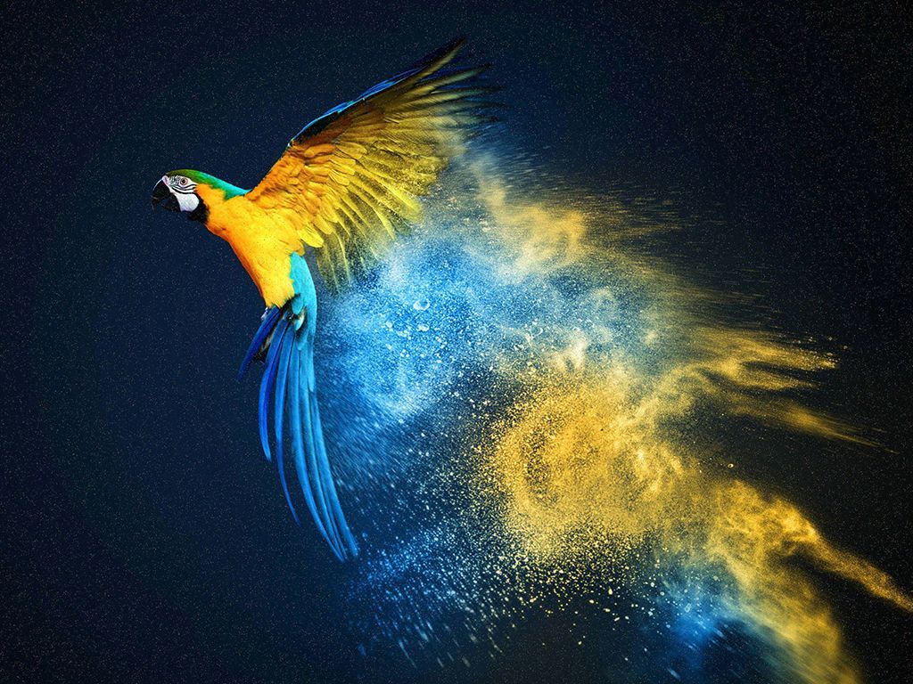 Detail Parrot Linux Wallpaper Nomer 3