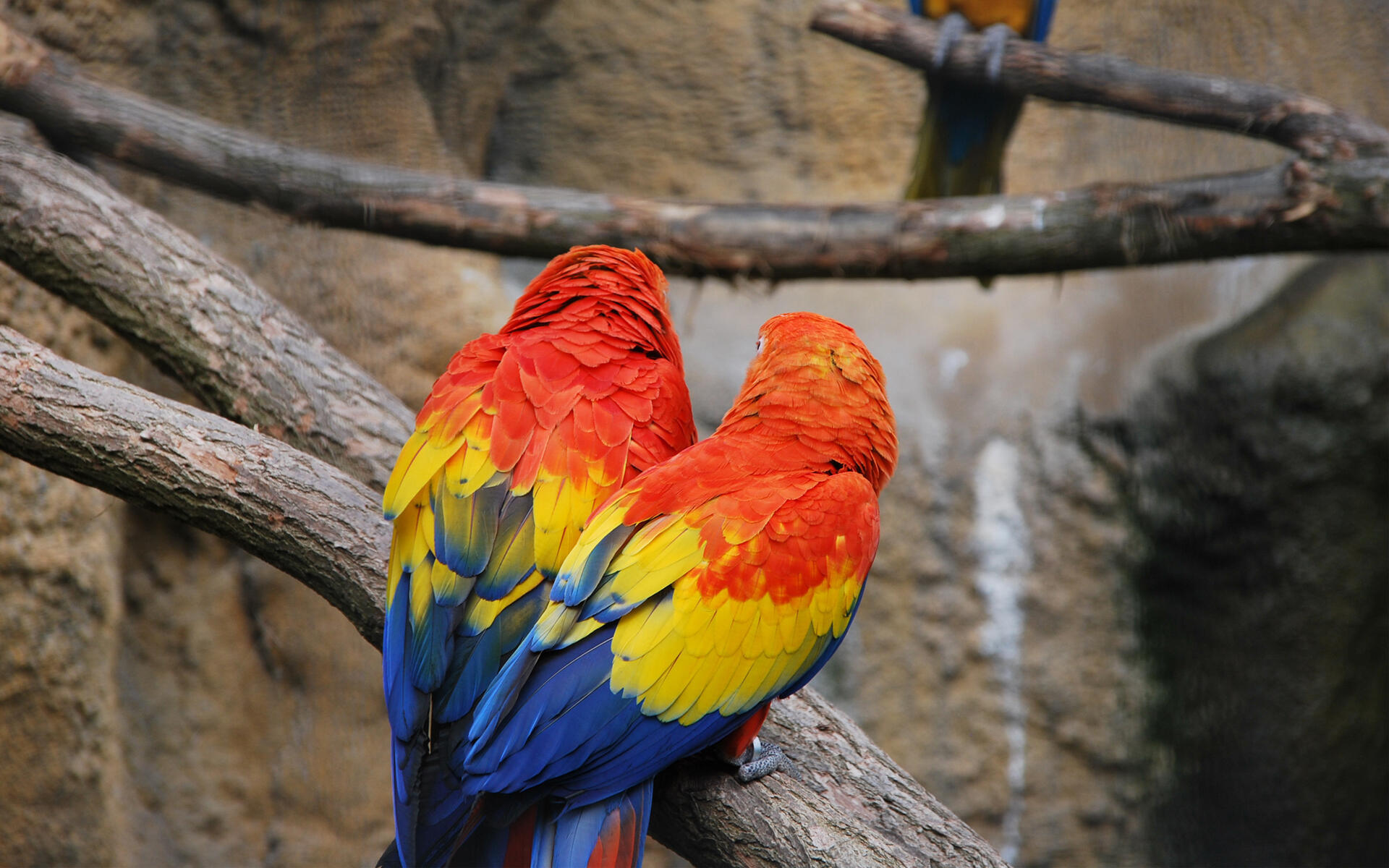 Detail Parrot Linux Wallpaper Nomer 49