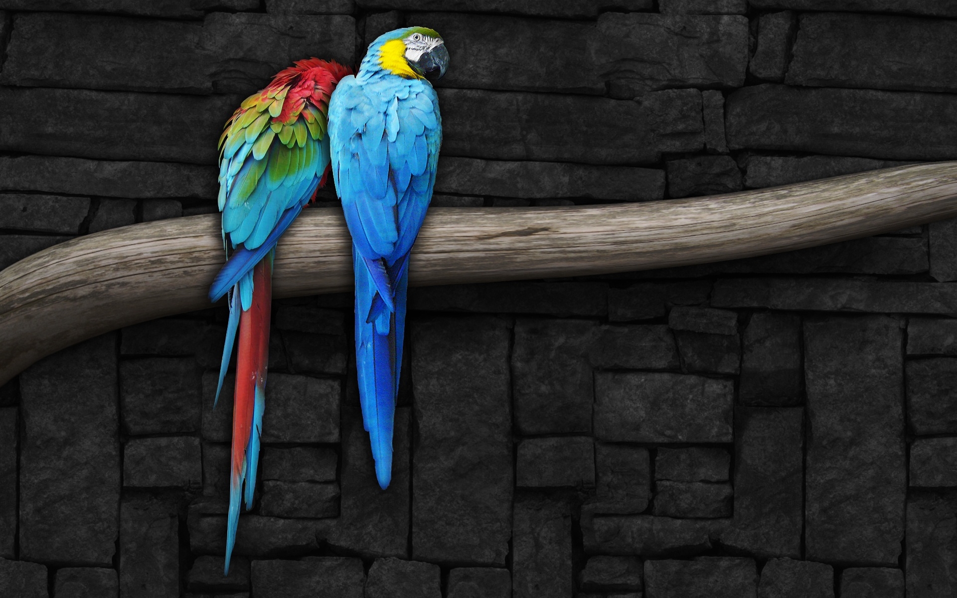 Detail Parrot Linux Wallpaper Nomer 52