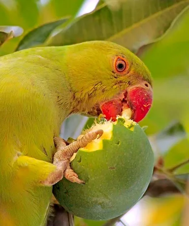Detail Parrot Mango Juice Drink Nomer 35