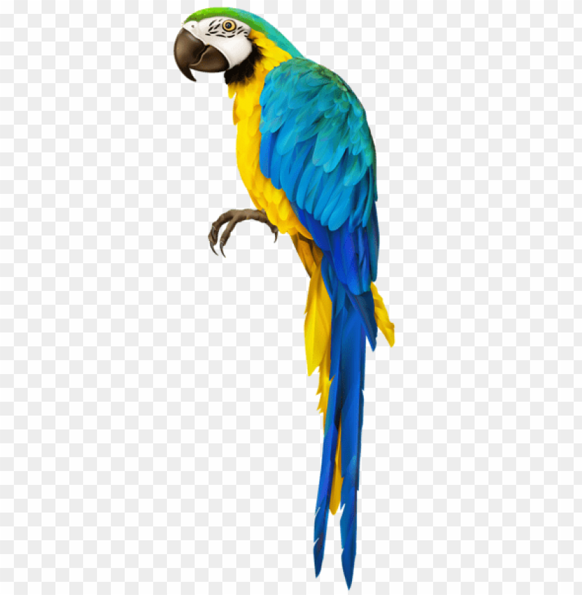 Detail Parrot No Background Nomer 12