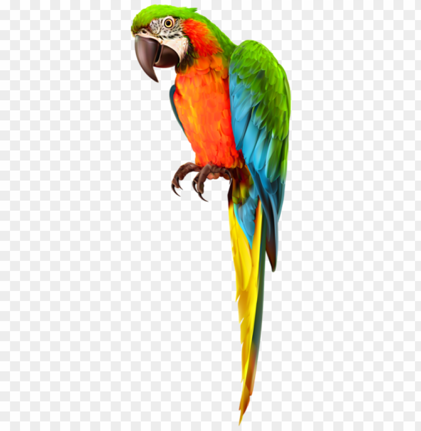 Detail Parrot No Background Nomer 4