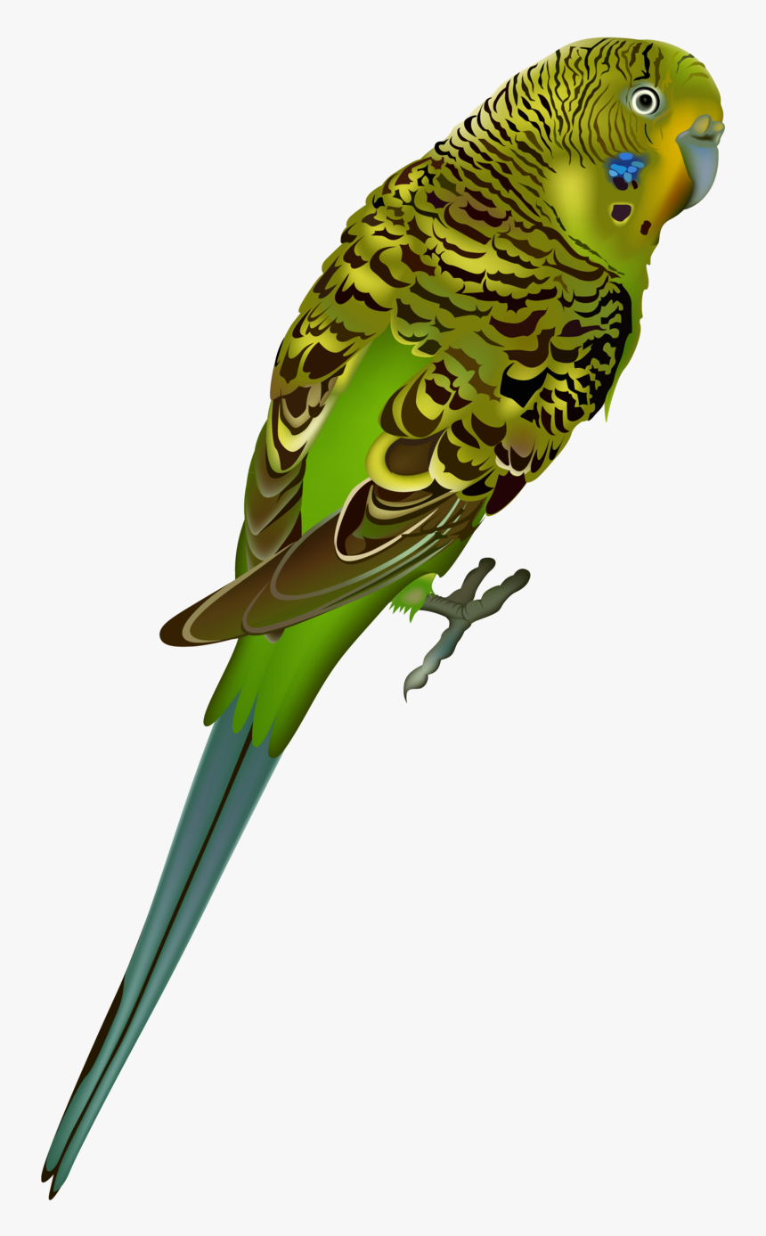 Detail Parrot No Background Nomer 33