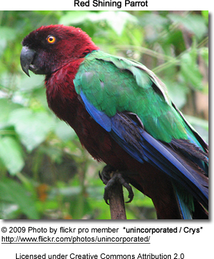 Detail Parrot Photos Gallery Nomer 19